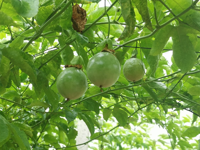 鮮果系列